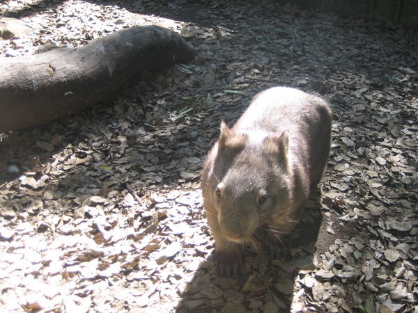 Wombat!