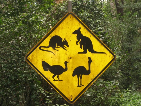 Aussie animals