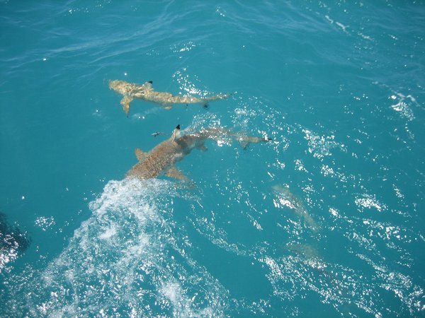 Sharks Alive!