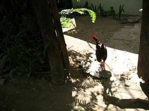 A chicken hanging out at a home near the Play