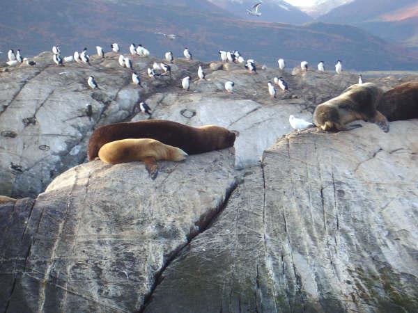 Sea Lions Island in the Beagle Channel