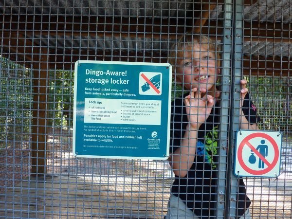 Fraser Island - Mikkel er dingo sikret