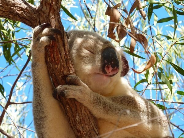 Magnetic Island - endnu en vild koala
