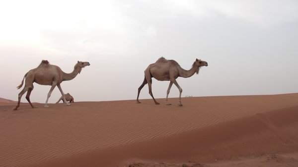 meet the camels