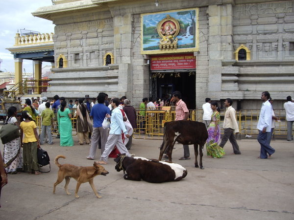 Cows relaxing outside temple