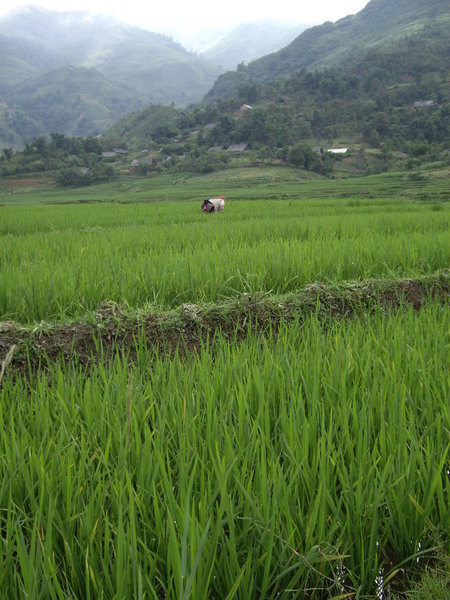 Rice fields in Sapa