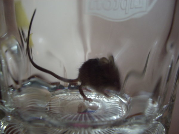 Rat in my hotel sink