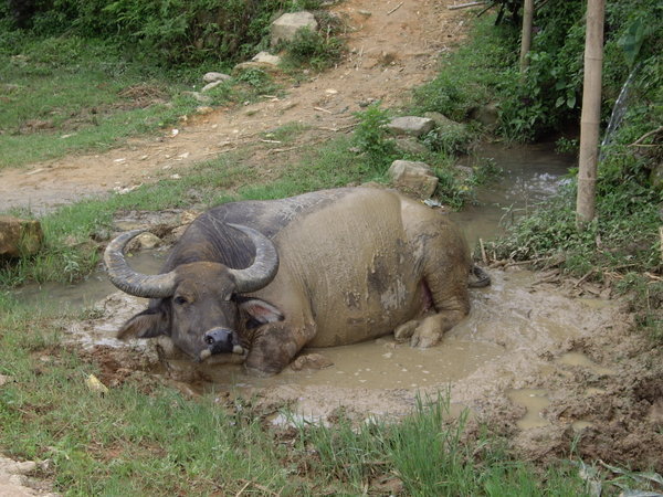 Buffalo taking a mud bath