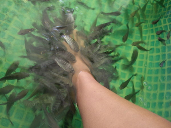 Fishes eating my foot