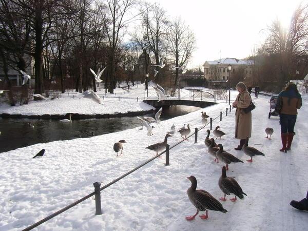 Ducks in the Englischer Garten