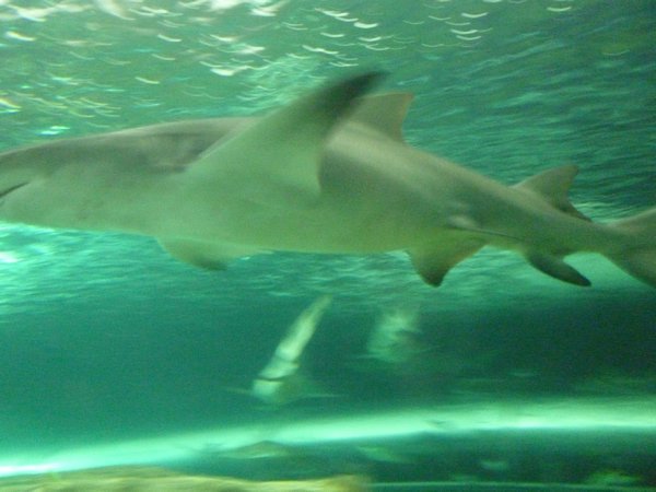 A shark swims overhead.