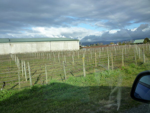 New Zealand wine growing vines
