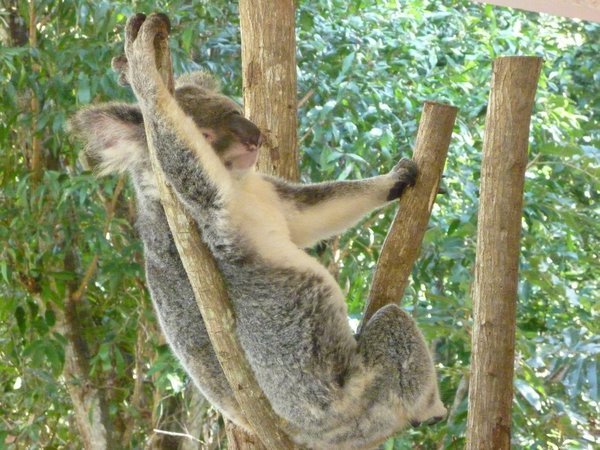 Relaxed koala