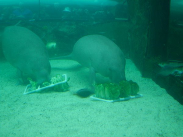 Dugongs eating their lettuce