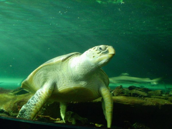 Sea turtle!