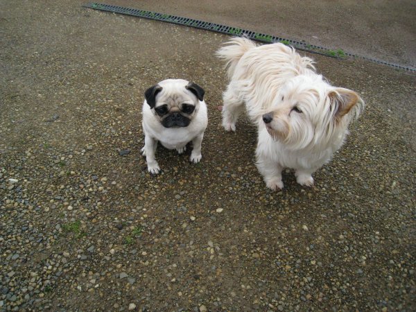 Cottage Puppies (Bella & Benny)