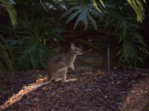 Our second wallaby in the wild of the day!