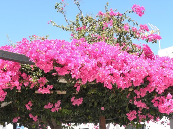 Pretty Santorini Flowers