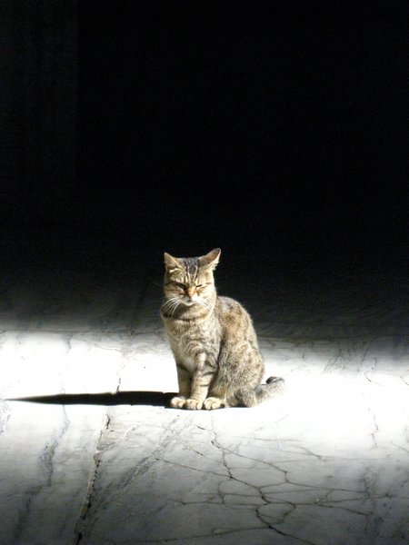 Kitty in Sunlight in Aya Sofia