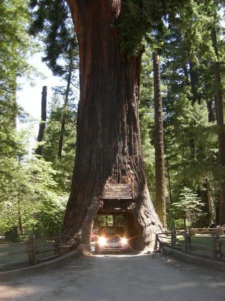 Redwood Forests, California