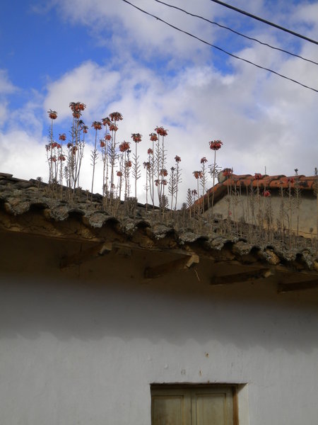 Flowers on the Roof