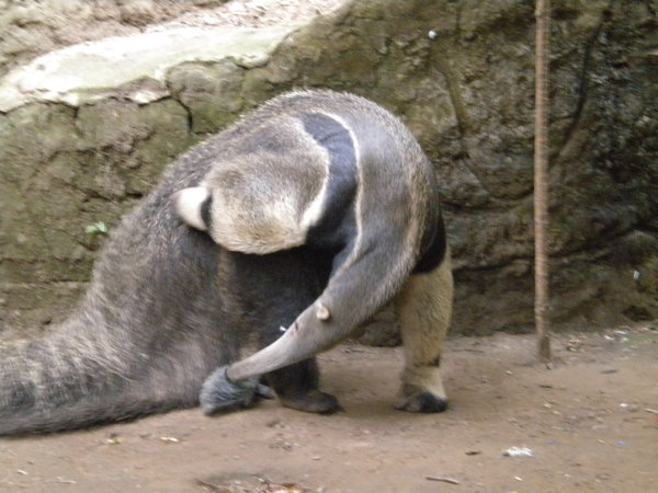 Anteater 2