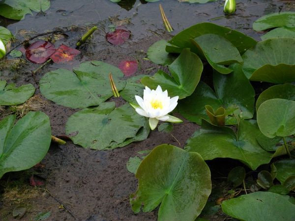 One water lily flower.