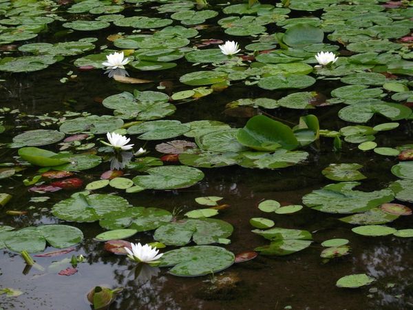 Five water lily flowers.