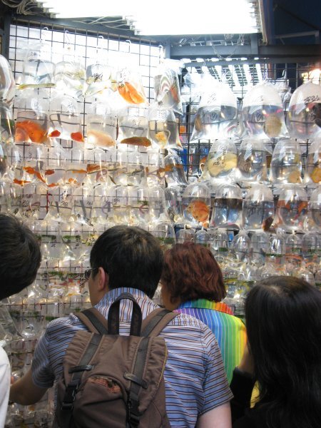 Goldfish Market
