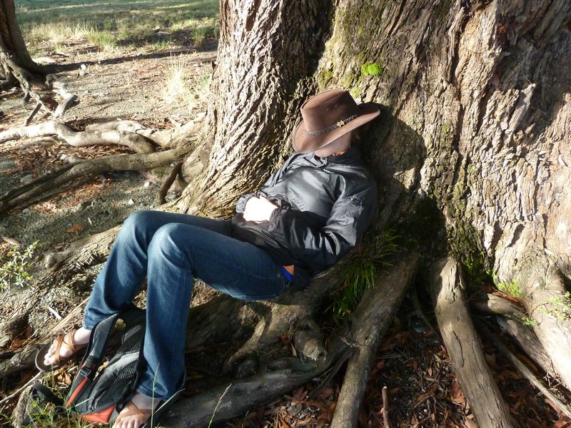 Tree Nap