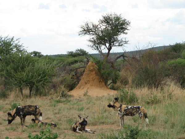 Wild dogs and Thermite mound on background