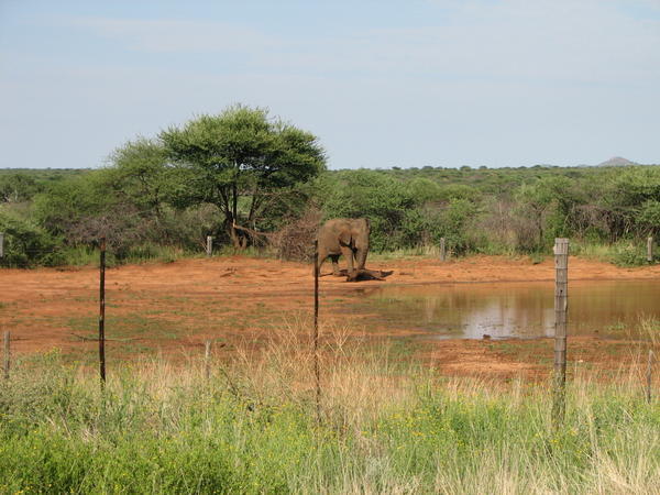 Solitary escaping elephant