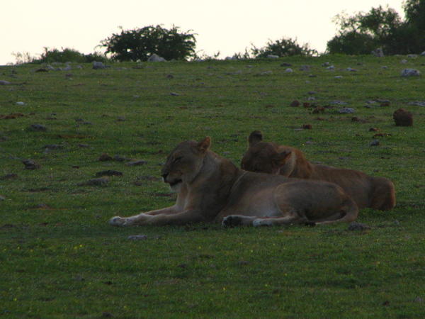 Lionesses resting at sunrise