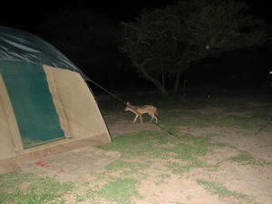Jackal by my tent!!!!