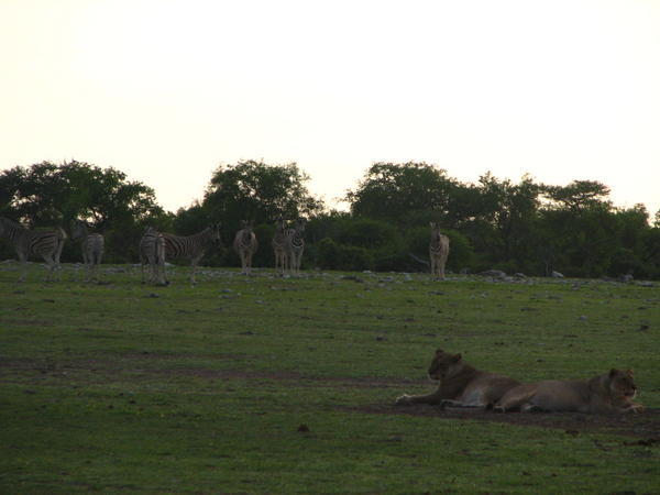 Lionesses and zebras