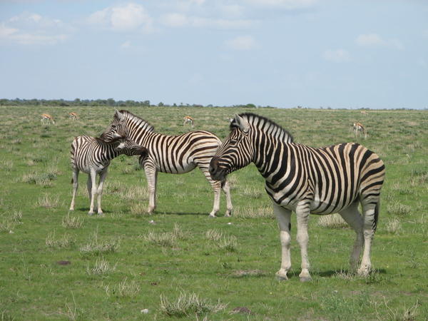 Zebra family love