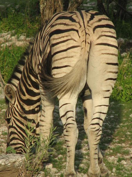 Zebra behind