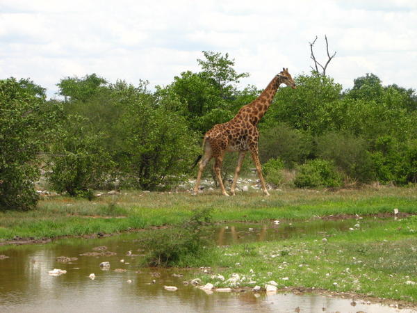 Another giraffe 
