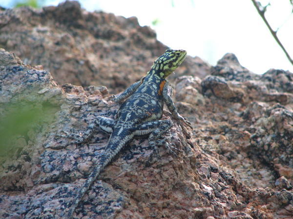 Female lizardlizard