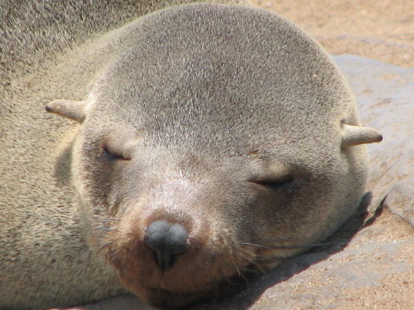Sleeping Beauty Seal 