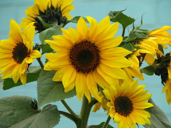 Sunflower in Swaukomund 
