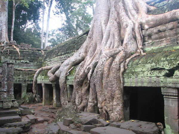Jungle temple