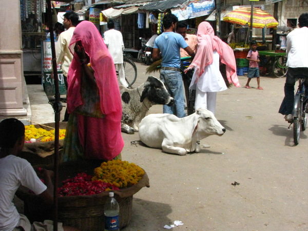 Sacred cow claims street in Pushkar