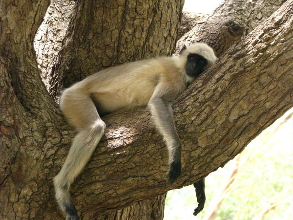 lazy monkey on road by Pushkar
