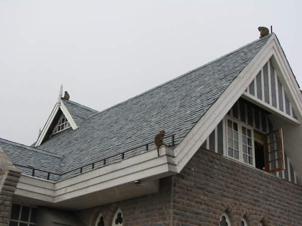 Brazen Monkeys on roof tops...