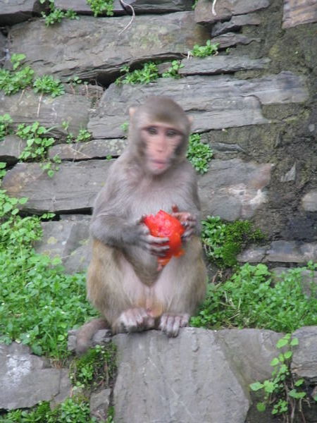 monkey with tomato