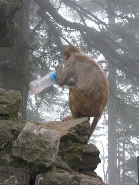 Monkey with Amanda's bottle