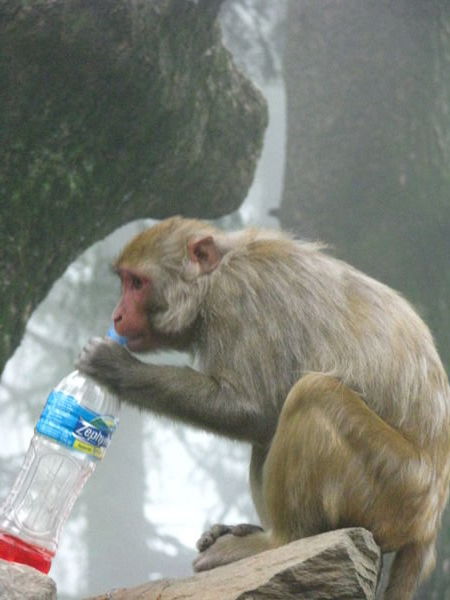 Monkey with Amanda's bottle 2