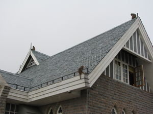 Brazen Monkeys on roof tops...