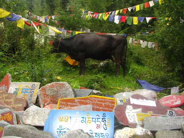 Cow & Prayer flags and Rocks